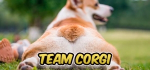 S10 383 Team Corgi