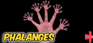 S12 EP 450 Phalanges